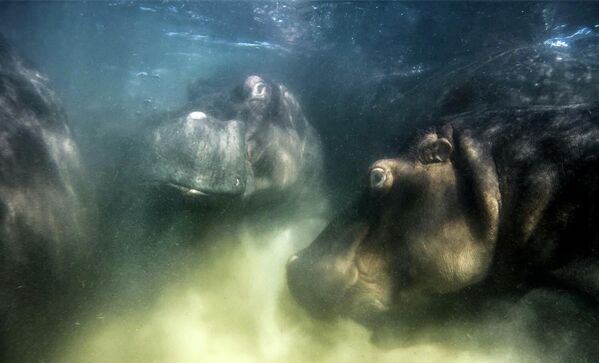 Снимок Hippo World  российского фотографа Майка Коростелева, ставший победителем конкурса GDT European Wildlife Photographer of the Year 2022 - Sputnik Армения