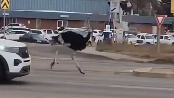 Канадская полиция ловит страусов, бегающих по улицам - Sputnik Армения