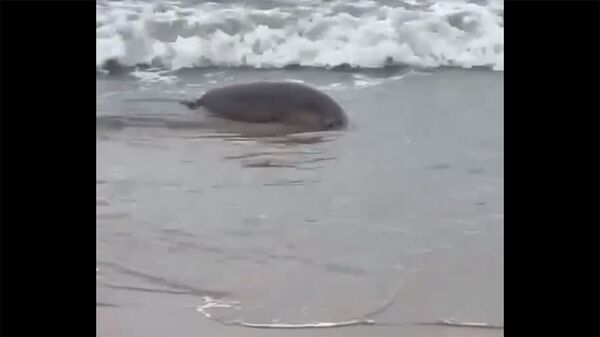 В Дагестане обнаружили 700 мёртвых тюленей - Sputnik Армения