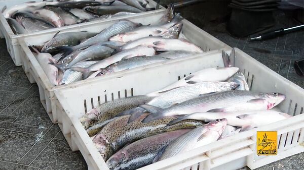 Կասեցվել է մայրաքաղաքի մայթեզրերին հայտնաբերված ձկան վաճառքը - Sputnik Արմենիա