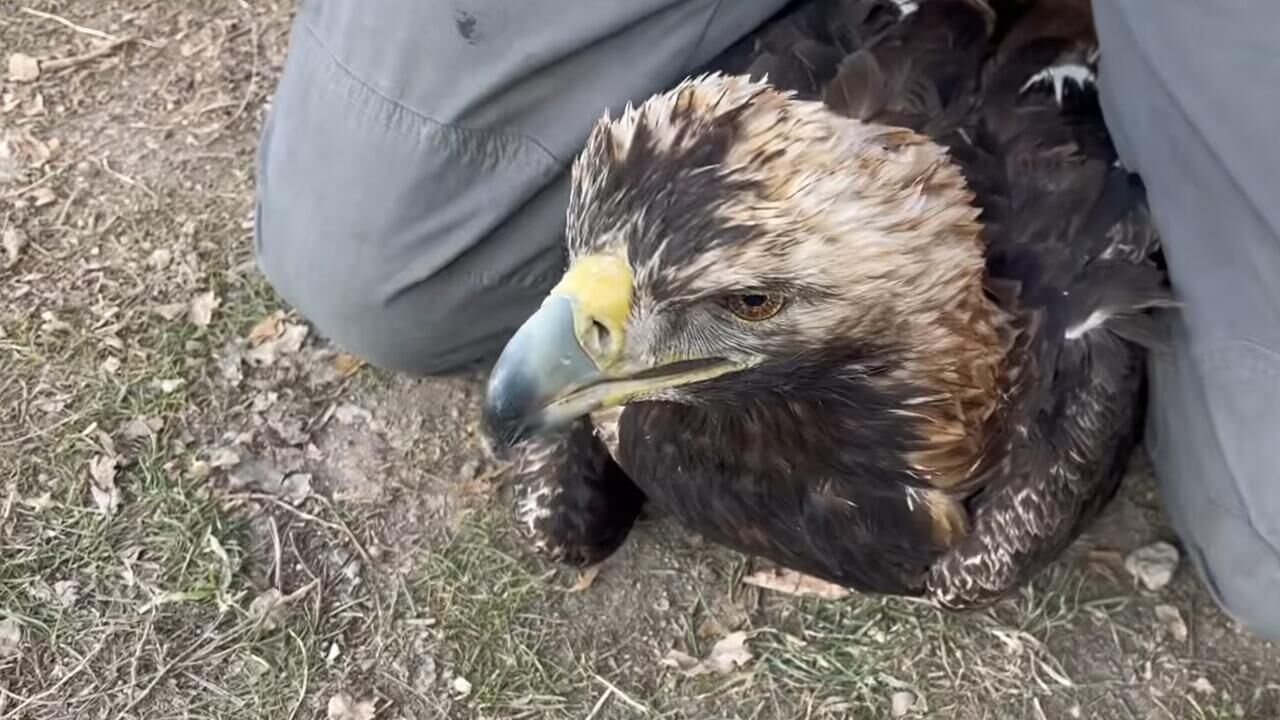 Раненого краснокнижного беркута нашли в армянском селе Дзорахбюр -  03.01.2023, Sputnik Армения