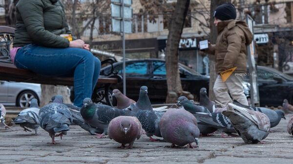 Голуби на улице Абовяна около церкви Святой Богоматери Катогике - Sputnik Արմենիա