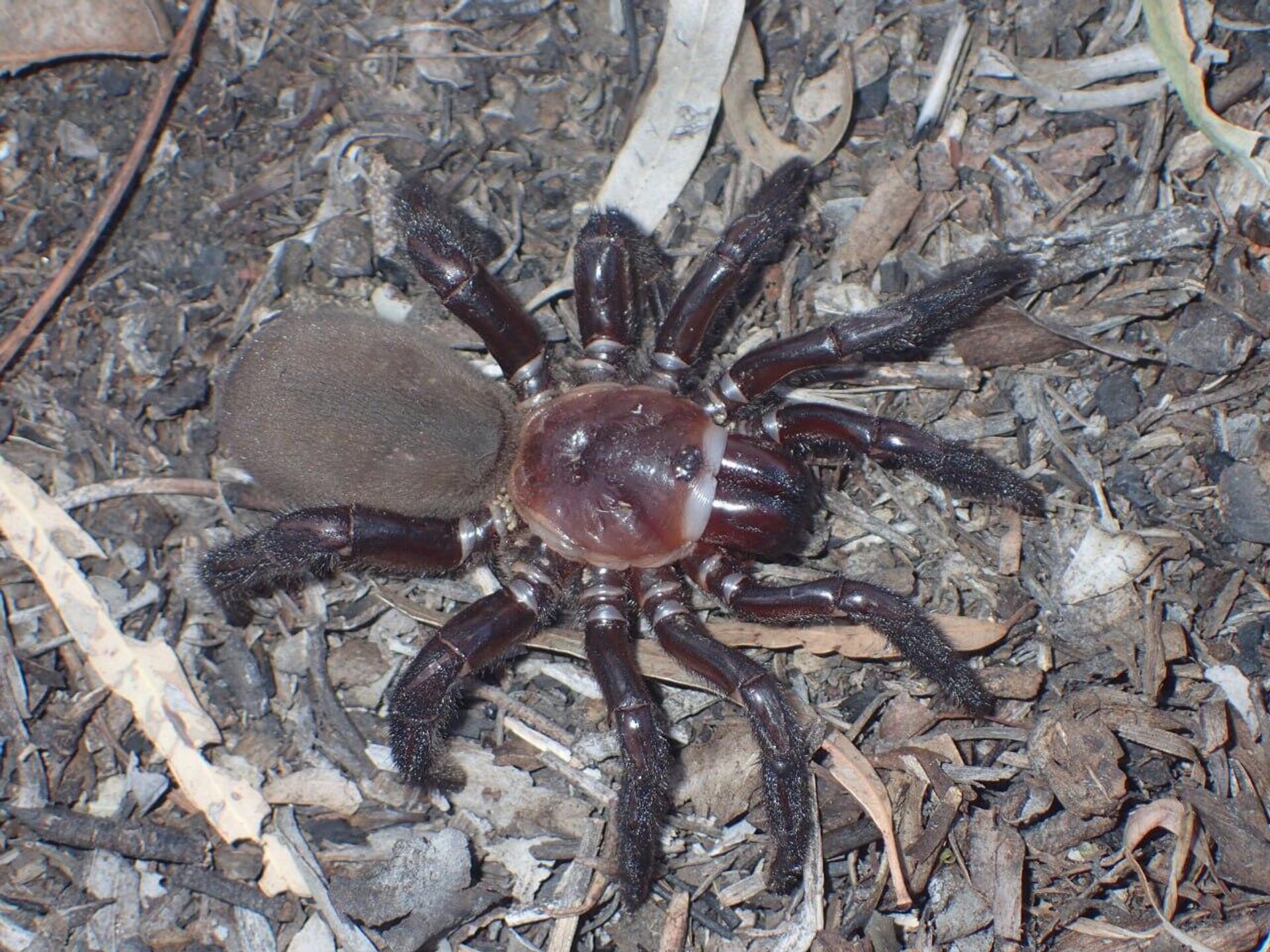 Новый вид паука под названием Euoplos dignitas - Sputnik Армения, 1920, 22.03.2023