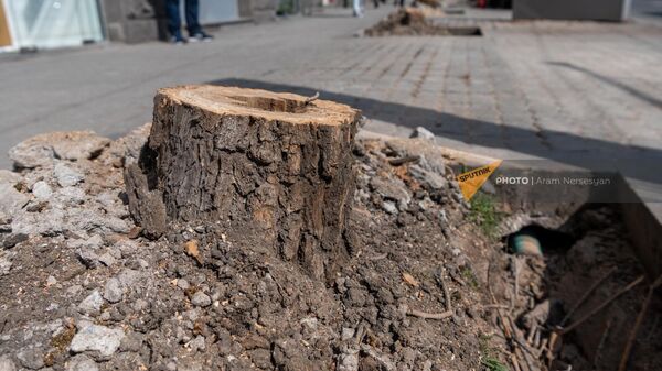 НКО Озеленение и охрана окружающей среды вырубает деревья на улице Московян - Sputnik Армения