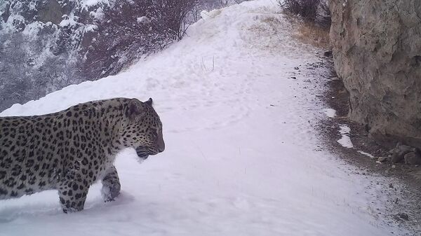 Попавший в фото-ловушки Хосровского заповедника леопард Лео - Sputnik Армения