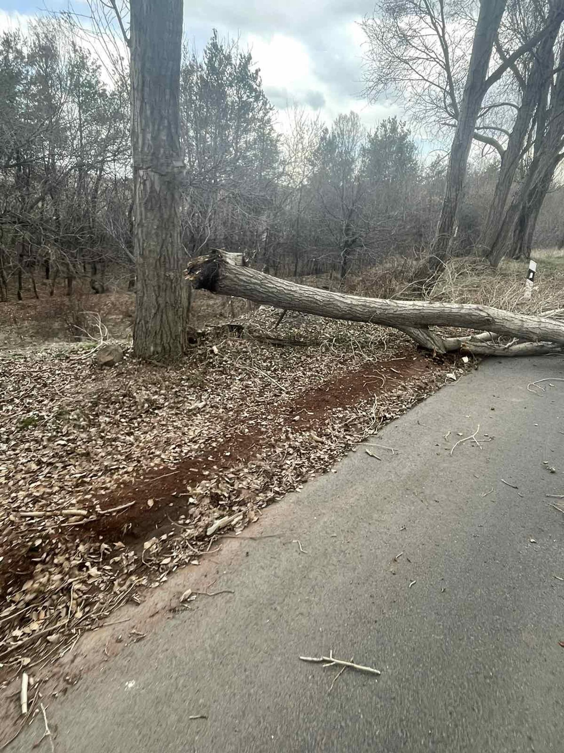 На 28 км трассы М-4 Ереван - Севан упало дерево, повредив два легковых автомобиля (29 марта 2023). Гегаркуник - Sputnik Արմենիա, 1920, 29.03.2023