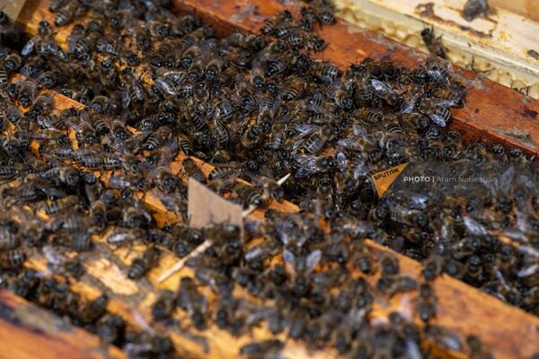 Մարտիկ Խաչատրյանի մեղուները - Sputnik Արմենիա