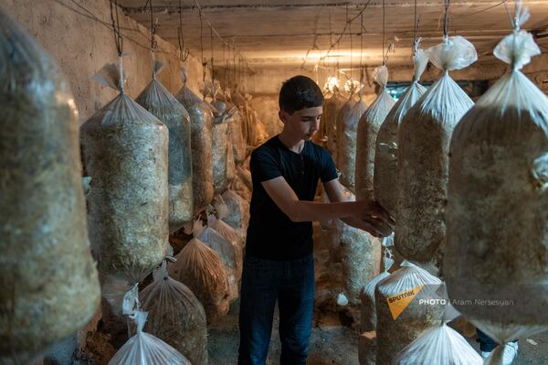 Ученик Геташенской эко-школы Оник в помещении для выращивания грибов - Sputnik Армения