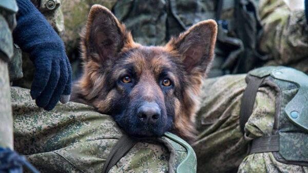 Собака кинологов военной базы ЮВО в Армении во время общих тренировок  - Sputnik Армения