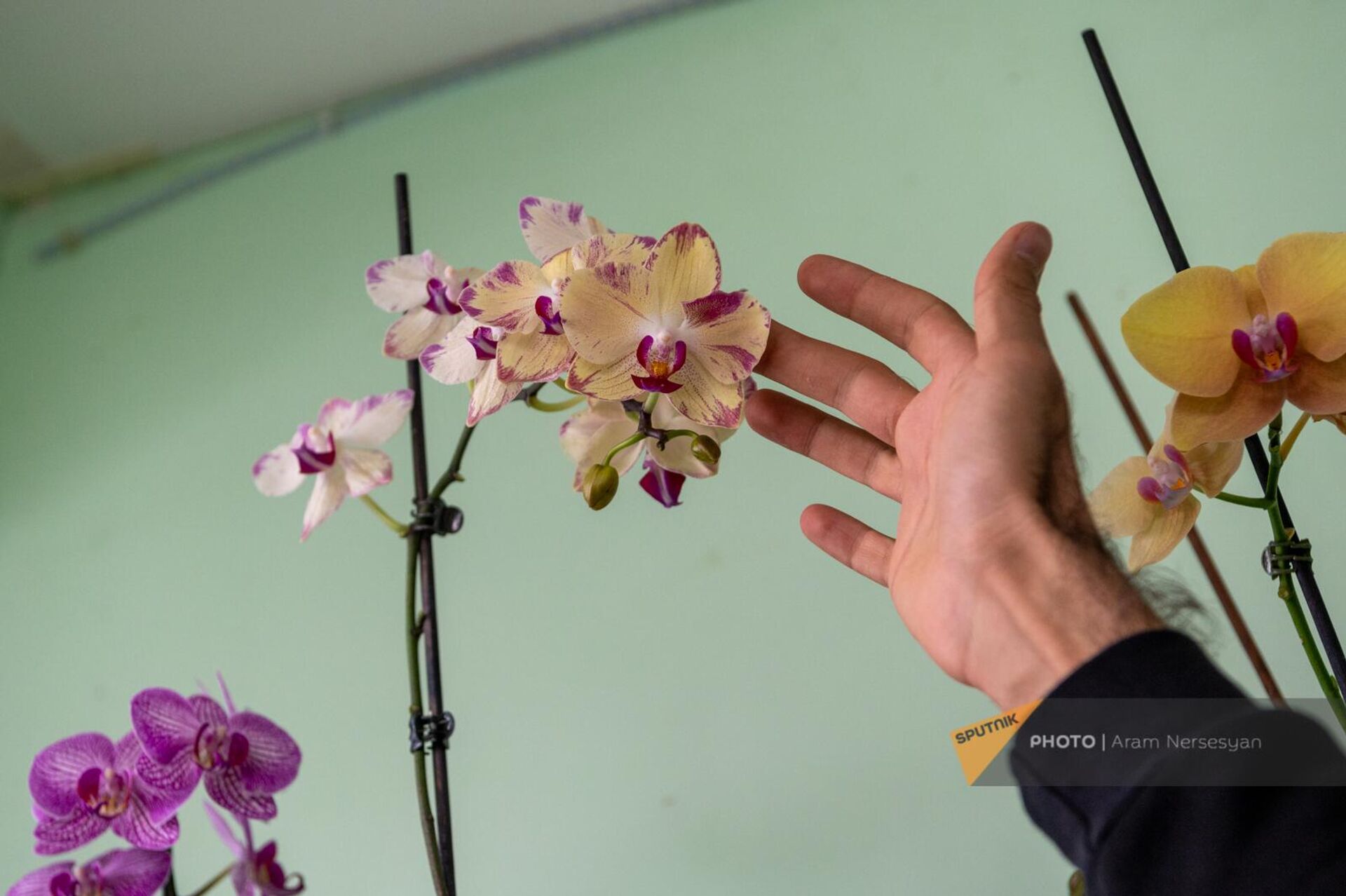 Орхидеи, выращенные Арутюном Халатяном - Sputnik Армения, 1920, 01.06.2023