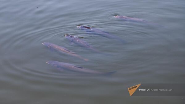 Рыба в озере Вардавар в Ереване - Sputnik Армения