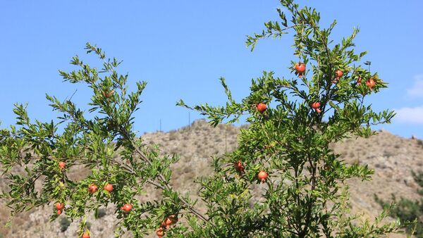 Гранатовое дерево  - Sputnik Армения