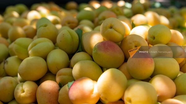 В этом году в Армении можно надеяться на хороший урожай абрикосов - экс-замминистра