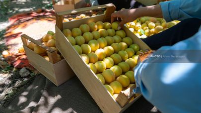 Женщины сортируют абрикосы по ящикам