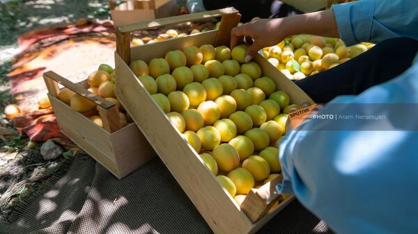 Женщины сортируют абрикосы по ящикам - Sputnik Армения