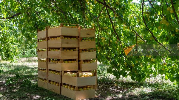 Ложь об объемах экспорта абрикосов? Эксперт ставит под сомнение данные Минэка Армении