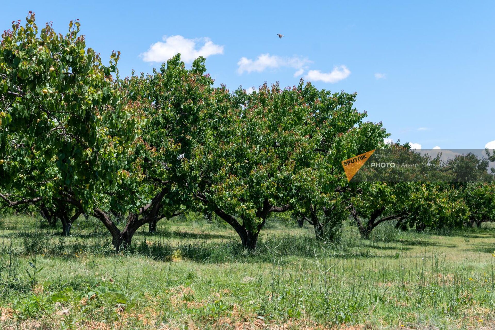 Брикосовые деревья общины Джрашен - Sputnik Արմենիա, 1920, 21.06.2023