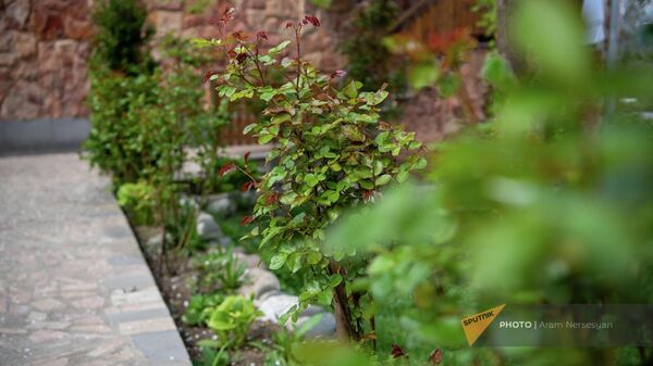 Цветник перед домом в Дилижане, выращенный Анастасией Коваленко - Sputnik Армения