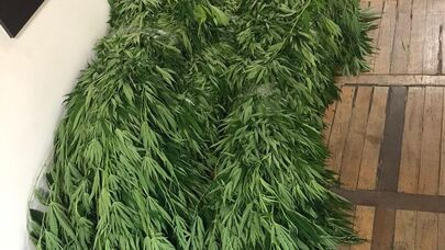 Обнаруженная конопля во дворе одного из жителей Еревaна