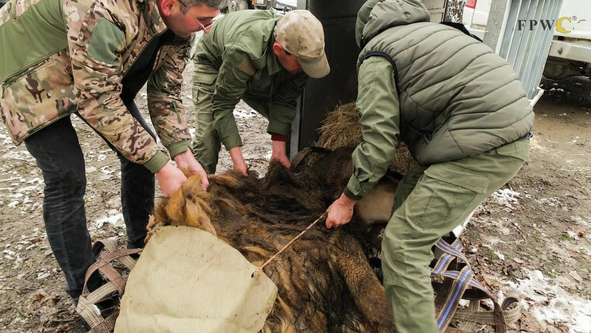 FPWC спас льва по кличке Рубен с территории бывшего зоопарка в Мартакертском районе Арцаха и передал его Армении FPWC спас льва по кличке Рубен с территории бывшего зоопарка в Мартакертском районе Арцаха и передал его Армении - Sputnik Армения, 1920, 10.08.2023