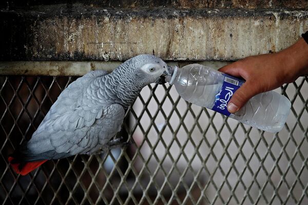 Сотрудник зоопарка поит водой серого попугая (8 августа 2023). Багдад  - Sputnik Армения