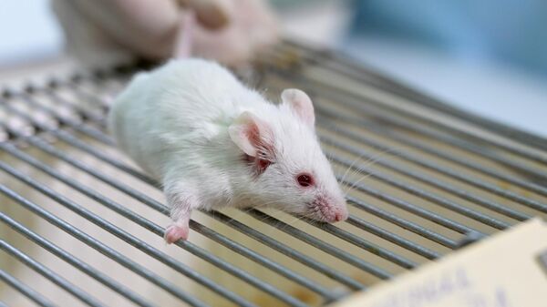 Китайские ученые испытали на мышах компонент крови, способный стать 
