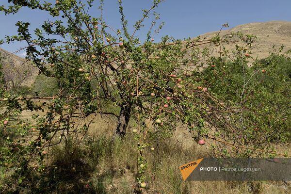 Засохшее из-за нехватки воды село Зангакатун - Sputnik Армения