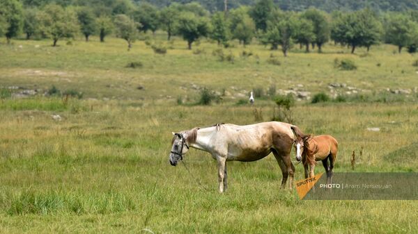 Лошадь с жеребенком в поле у села Урасар Лорийской области - Sputnik Армения