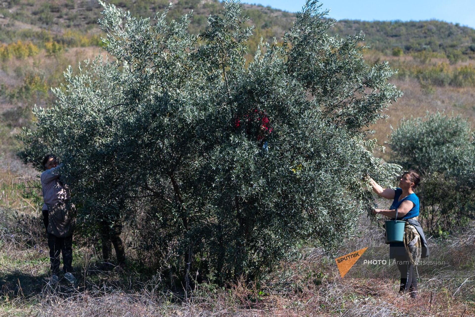 Крестьяне на ферме по выращиванию оливок в Баграташене Тавушской области - Sputnik Արմենիա, 1920, 26.10.2023