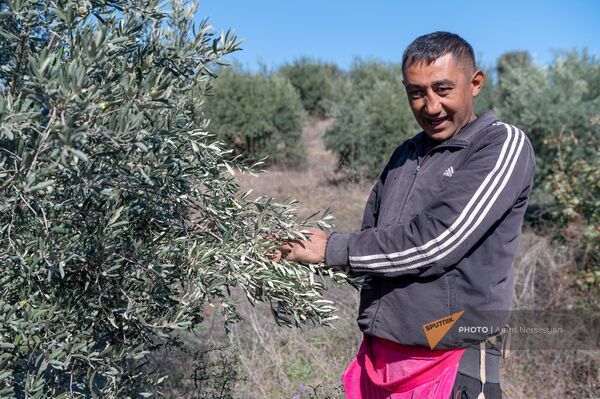 Вынужденный переселенец из села Ванк Нагорного Карабаха Арарат на оливковой ферме - Sputnik Армения