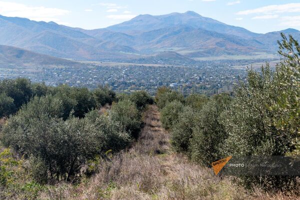 Ферма по выращиванию оливок в Баграташене Тавушской области - Sputnik Армения