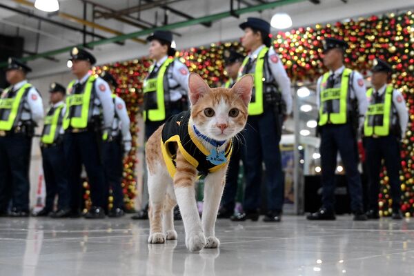 Ֆիլիպինների մայրաքաղաք Մանիլայում անվտանգության աշխատակցի համազգեստ հագած Կոնա կատուն կանգնել է անվտանգության աշխատակիցների կողքին - Sputnik Արմենիա