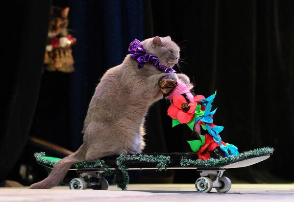 Кот, выступает на спектакле в Московском театре кошек, основанном известным российским клоуном Юрием Куклачевым․ - Sputnik Армения