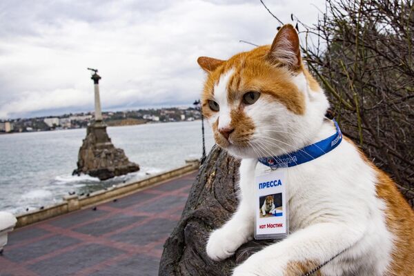Знаменитый кот Мостик в Симферополе - Sputnik Армения