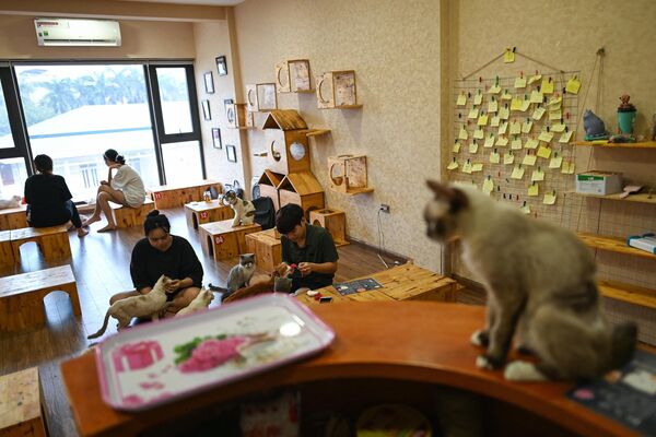 Посетители играют со спасенными кошками в Ngao&#x27;s Home, единственном в своем роде кафе в Ханое․ - Sputnik Армения