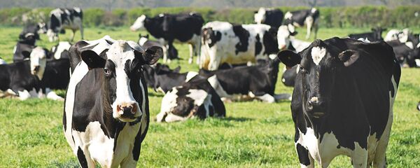 Коровы - Sputnik Արմենիա