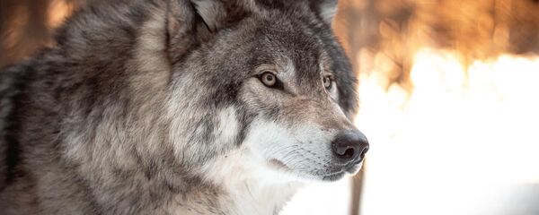 Волк - Sputnik Армения