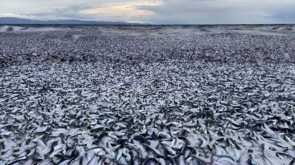 Ձկների զանգվածային անկում Ճապոնիայի ափերի մոտ - Sputnik Արմենիա