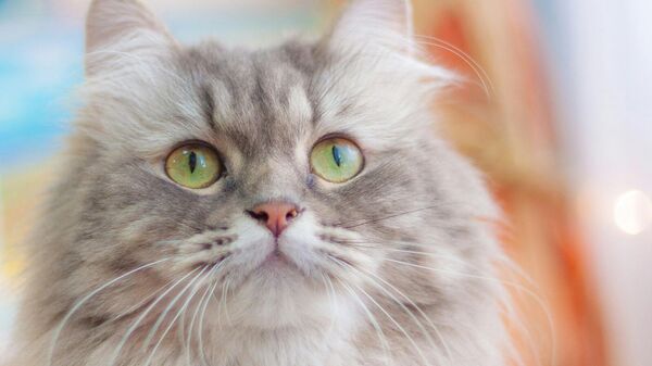 Сибирский кот - Sputnik Արմենիա