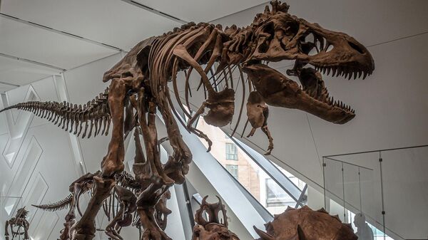 Скелет тиранозавра в музее - Sputnik Армения