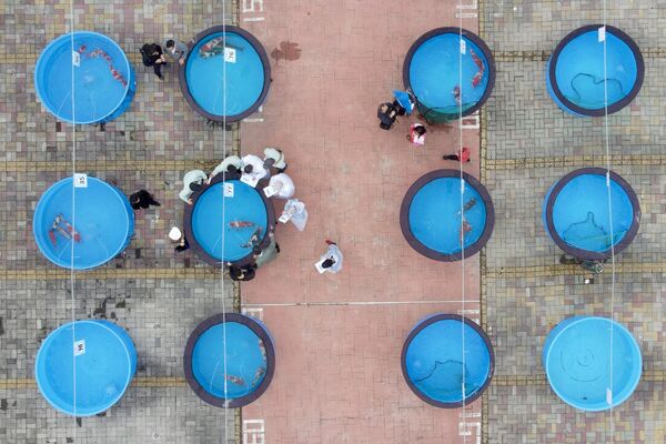 Вид с воздуха на ежегодный конкурс кои в Синьчжу, Тайвань. - Sputnik Армения