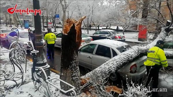 Дерево упало на стоящие под светофором автомобили на улице Абовяна (24 января 2024). Еревaн - Sputnik Արմենիա