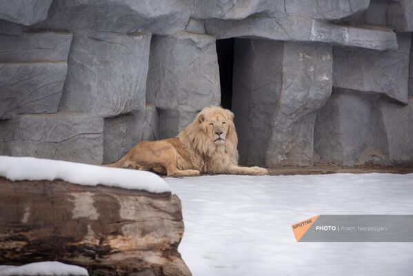 Африканские львы любят теплый климат саванн, но Муфасу, родившемуся в Армении, зима очень даже по душе. - Sputnik Армения