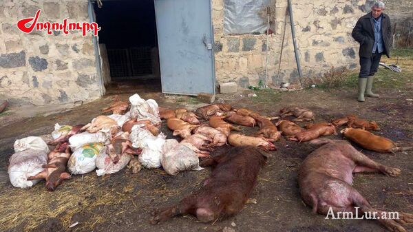 Житель Котайкской области Арарат Даниелян предоставил фотографии пораженных африканской чумой свиней агентству АрмЛур - Sputnik Армения