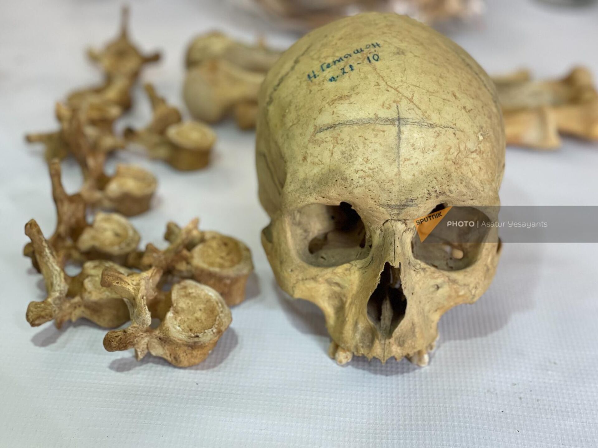 Части скелетов людей, живших на нашей территории тысячи лет назад, в ГНКО по охране исторической среды - Sputnik Արմենիա, 1920, 07.03.2024