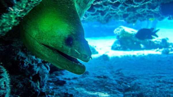 Зеленая мурена на рукотворном мемориальном рифе Нептуна, в 5 км от побережья Ки-Бискейн (14 мая 2022). Флорида - Sputnik Армения