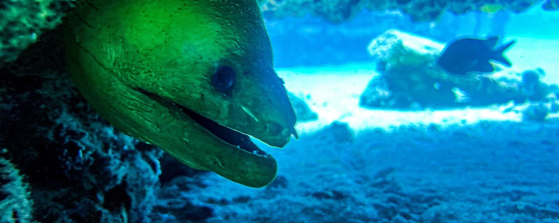 Зеленая мурена на рукотворном мемориальном рифе Нептуна, в 5 км от побережья Ки-Бискейн (14 мая 2022). Флорида - Sputnik Армения, 1920, 11.03.2024