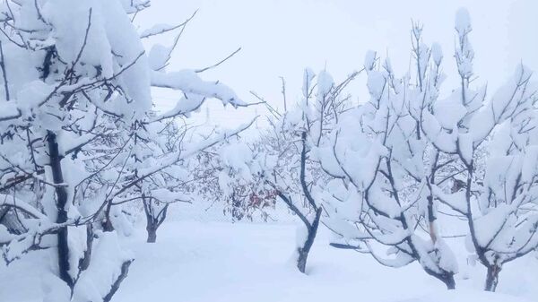 Снег на деревьях - Sputnik Армения
