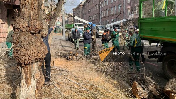 Сотрудники муниципальных служб вырубают старые деревья на улице Туманяна (23 марта 2024). Еревaн - Sputnik Армения