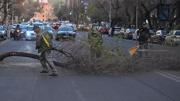 Сотрудники муниципальных служб вырубают старые деревья на улице Амиряна (2 апреля 2024). Еревaн - Sputnik Армения